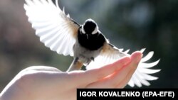 Иллюстрациялык сүрөт. 