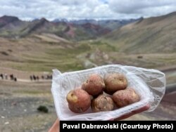 Лацінская Амэрыка, сярод іншага, радзіма бульбы