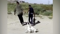 Diňle: Haýwanlary goraýjylaryň arzasyna berlen jogapda itleri we pişikleri tutmak boýunça görkezmäniň bardygy aýdylýar