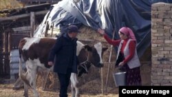 Шекерлик Данияр менен Жамийла.