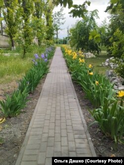 Алея ірисів, яку плекають вчителі