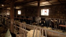 «Նվազող եկամուտներ ու բերք, անասունների մորթ». գյուղատնտեսության անկումը շարունակվում է