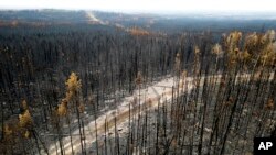 Ліси в Канаді після пожеж, липень 2023 року