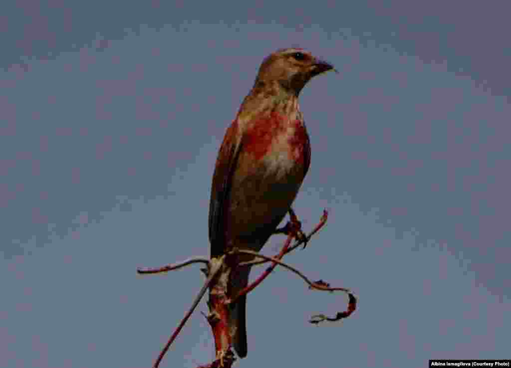 Киндер чыпчыгы