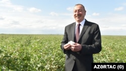 Prezident İlham Əliyev  Salyana səfəri çərçivəsində Kürsəngi kəndindəki pambıq sahələrinə baxıb. 2016