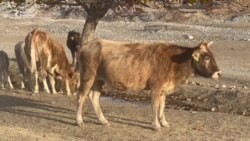 Аксы: Мал уурдоону ким тыят? 