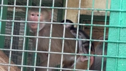 Diňle: Janly tebigatyň milli muzeýinde haýwanlaryň haly alada döredýär