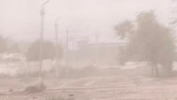 Diňle: Daşoguzda ýagan ýagyş ekinleri, bugdaý hasylyny zaýalady