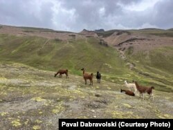 Ламы ў Андах, Пэру