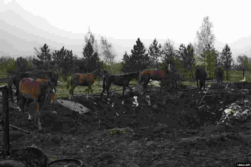 Інші коні тим часом проходять повз вирву, яка лишилася на місці вибуху ракети