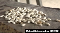 Таластагы төө буурчак. "Лопатка" сорту.