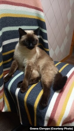 Улюбленець родини, кіт Аксель