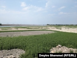 Висохле Каховське водосховище заростає зеленню, серпень 2023 року