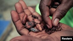 Збор ураджаю кавы. Ілюстрацыйнае фота