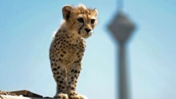 زاویه‌های تاریک مرگ «پیروز»