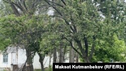 Кандуу окуя болгон үйдүн короосу. 