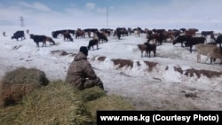 Қирғизистон расмийларига кўра, гўшт қимматлашишининг сабаби ем ва ветеринария препаратларининг қимматлиги, шунингдек, қорамоллар қўшни давлатларга олиб чиқиб кетилаётганидадир.