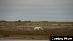 Остров Вилькицкого, 2020 год. Фотография сделана Кирилловым