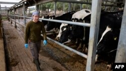 کار داوطلبانه در یک گاوداری در یک مزرعهٔ اشتراکی در جنوب اسرائیل که ساکنانش پس از شروع جنگ غزه آن را تخلیه کرده‌اند