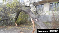 Повалене дерево через шторм у Севастополі, архівне фото