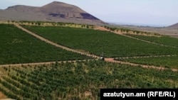 Armenia - A vineyard in Aragatsotn province, August 12, 2018.