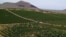Armenia - A vineyard in Aragatsotn province, August 12, 2018.