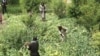 Taliban anti-narcotics police destroy poppy fields on the outskirts of Mazar-e Sharif in northern Afghanistan in May.