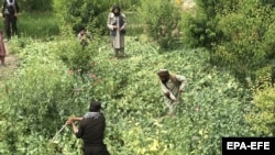 Taliban anti-narcotics police destroy poppy fields on the outskirts of Mazar-e Sharif in northern Afghanistan in May.