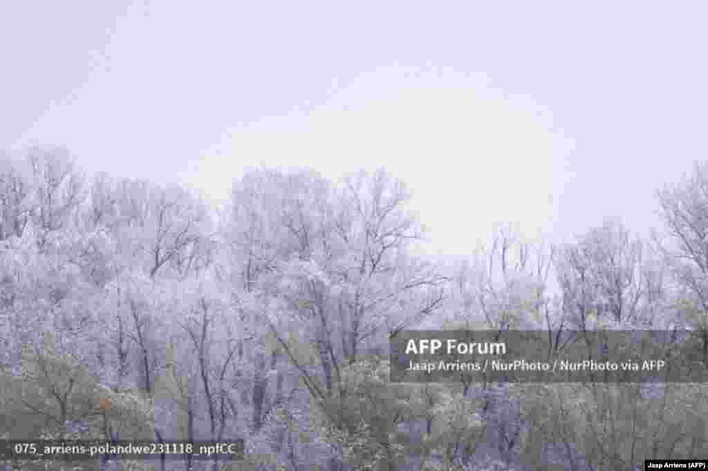 Польшанын баш калаасы Варшавадагы ак булага оронгон бак-дарак.18-ноябрь, 2023-жыл.