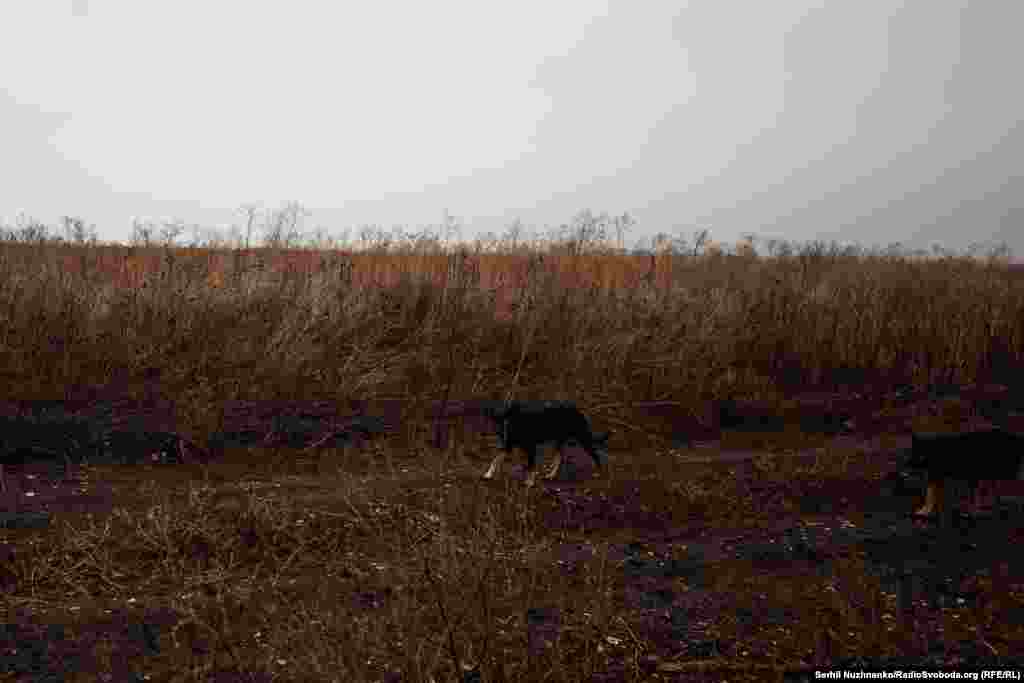 До позицій йдемо разом з собаками. Для тварин ми чужі, і вони намагаються нас вкусити ледь не за ноги. Лише після окрику військового: &laquo;Свої!&raquo; собаки змінюють злість на ласку і йдуть до нас лащитися