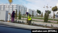 Arassaçylyk işgärlerinden başga-da, ähli edara-kärhanalaryň, şol sanda bilim işgärleri köpçülikleýin ýowara çekilýärler. (Arhiw suraty)