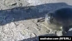 Şu günlerde Hazaryň türkmen kenaryna ýüzüp gelen düwlenleriň biri.