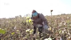 Hökumət bu sahədə hədəfinə çatmadı - pambıq tarlaları susuzluqdan yanır