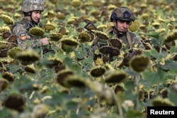 Українські військові на соняшниковому полі під Покровськом, 13 серпня 2024 року