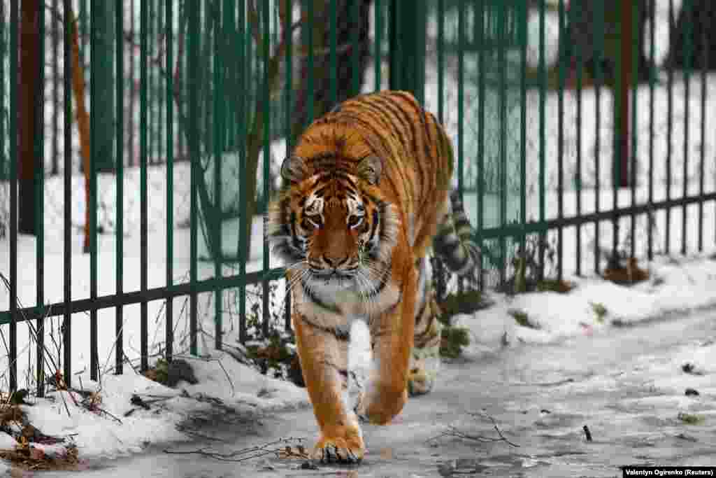 Тигрюля крокує своєю кліткою. &laquo;Іноді [під час порятунку] у мене тремтіли руки... Я навіть не помітила, як нас обстріляли. У мене на руках помирала тварина&raquo;, &ndash; згадує Наталія