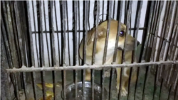  ÝB-niň Türkmenistandaky wekiliýeti Azatlygyň idegsiz itlere degişli sowallaryna jogap berdi