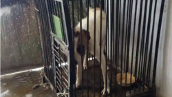 "Каждый день слышим скулёж, задыхаемся от вони". "Ваш указ не действует уважаемый президент!"