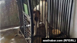 Kapasa salnan it. Aşgabat. 2022-nji ýylyň iýul aýy