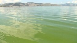 Սևանը կրկին սկսել է կանաչել. կապտականաչ ջրիմուռները տարածվում են լճի տարբեր հատվածներում