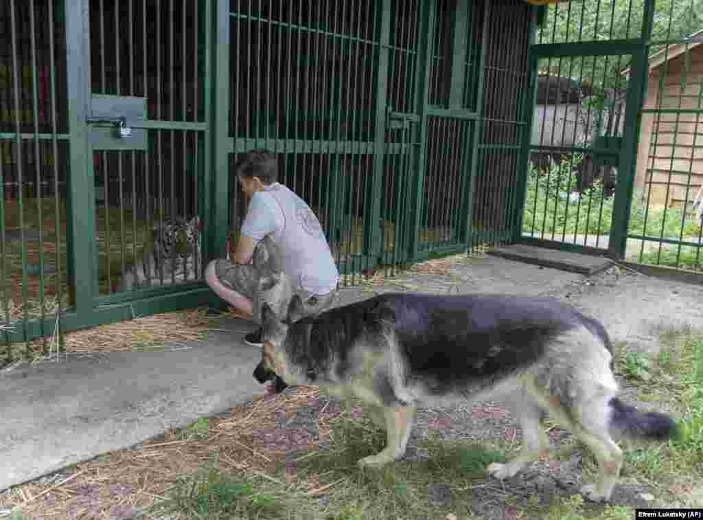 Наталі Поповій також допомагає познанський зоопарк (Польща), відправляючи врятованих тварин до Іспанії, Франції та Південної Африки. За підрахунками Наталі, за кордон відправили 200 тварин, ще 100 знайшли новий дім на заході України. &laquo;Я їх люблю і розумію, що у мене немає ресурсів, щоб забезпечити їм комфортне життя, на яке вони заслуговують&raquo;,&nbsp;&ndash; каже Наталя Попова. Наступний її проєкт &ndash; відправити до Польщі 12 левів