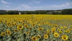گرما بلای جان آفتابگردان‌ها و اسطوخودوس‌ها در فرانسه