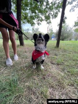 Рекске иесінің бұйрығын орындауды үйретіп жатыр. Алматы, 12 шілде 2022 жыл.