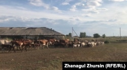 Скот возвращается на базу. Актобе, 23 июля 2022 года