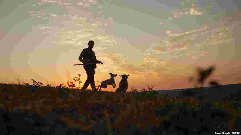 9-августта Болгариянын түндүгүндөгү токойлордо өскөн трюфель козу карынын жыйноо үчүн чыккан Ивайло Пенев жана анын эки ити. Трюфель жер астында өскөн, чүйгүн тамак-аш саналган баасы кымбат козу карын. Адамдар аны жыйнаш үчүн ит ээрчитип алышат. Анткени бул жаныбар козу карын өскөн жерди жыт аркылуу таап берет. (Амос Чаппл) &nbsp;