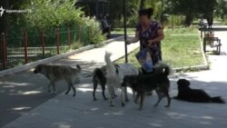 «Ուր գնում ես, մենակ շուն է». թափառող կենդանիների հարցը` լուրջ խնդիր Վանաձորում