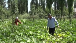 Ашкабакты кол менен чаңдаштырган дыйкандар