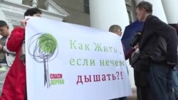 Кыйылган дарактарга ким жооптуу?