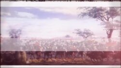 «Tuğra» videoblogu: Qırım serdarı Kolçak