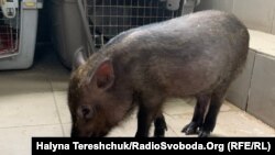 Свинку виловили у парку