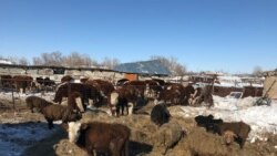  Doňaklyk mal iýmine bolan talabyň artmagyna, onuň bahasynyň 50% gymmatlamagyna getirdi